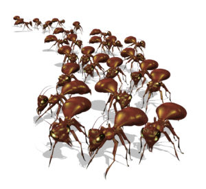 ants